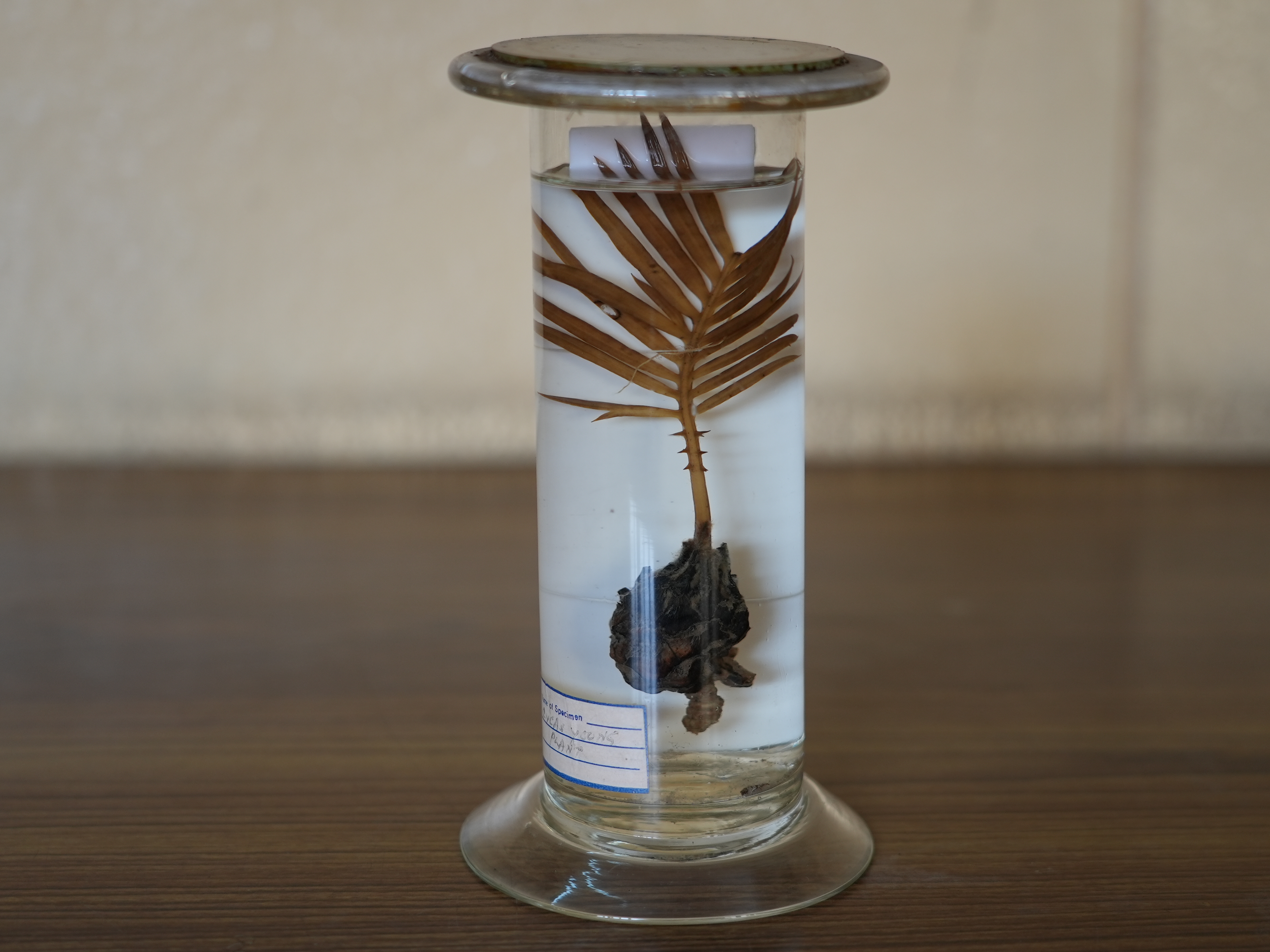 Cycas